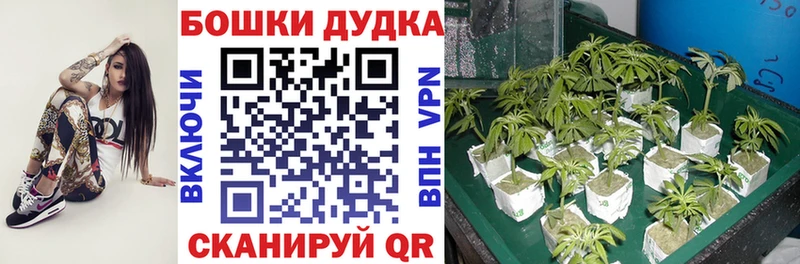 Купить где  Рыбинск  Марихуана сатива 